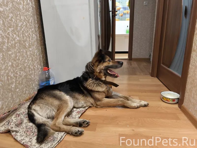 НАЙДЕНА СОБАКА! Сегодня 17.02....