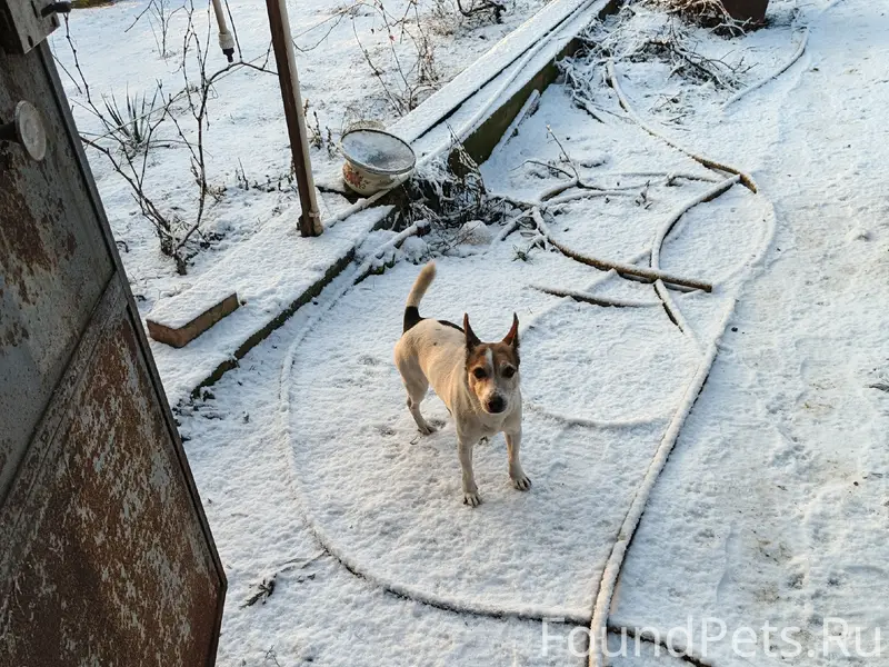 Пропал пес! Пса ищем уже недел...