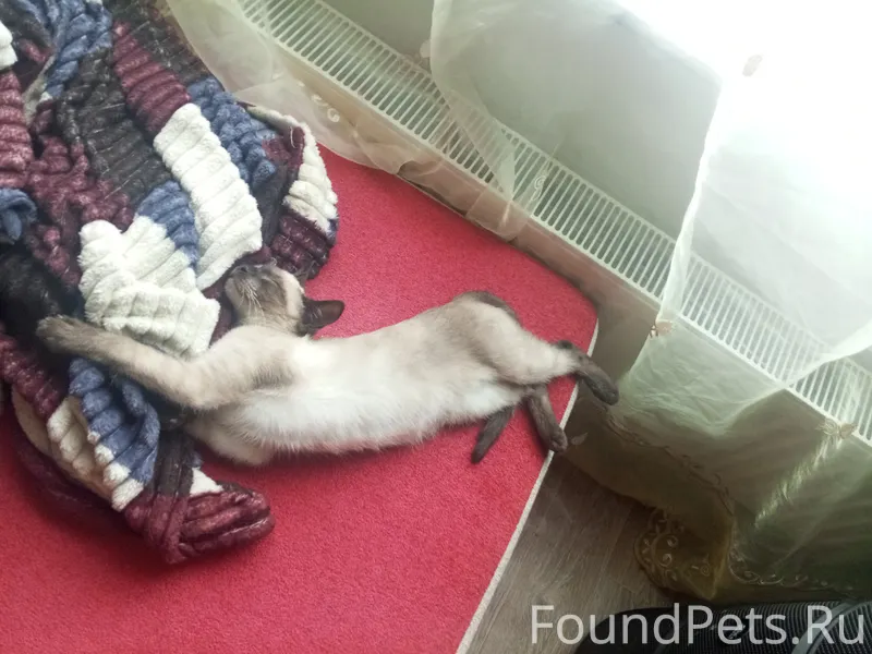 Пропал сиамский кот по кличке ...