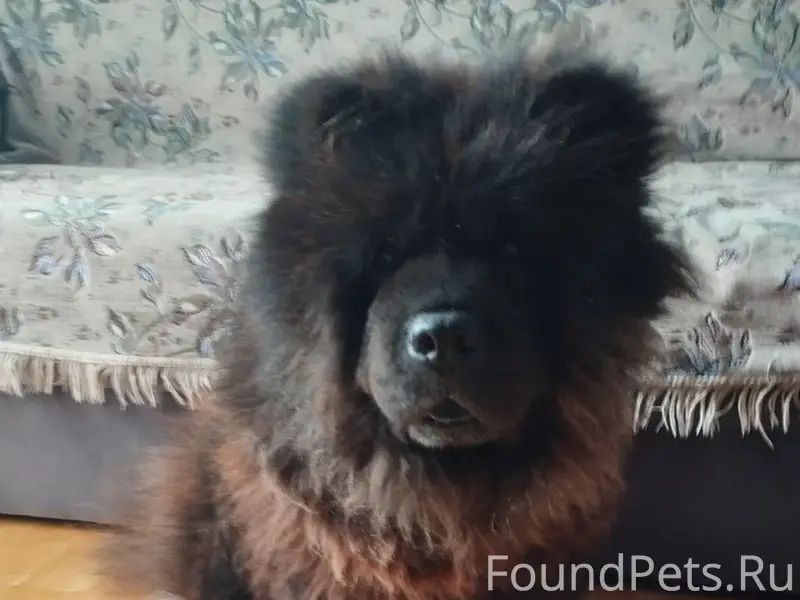 Пропала собака, район парка, н...