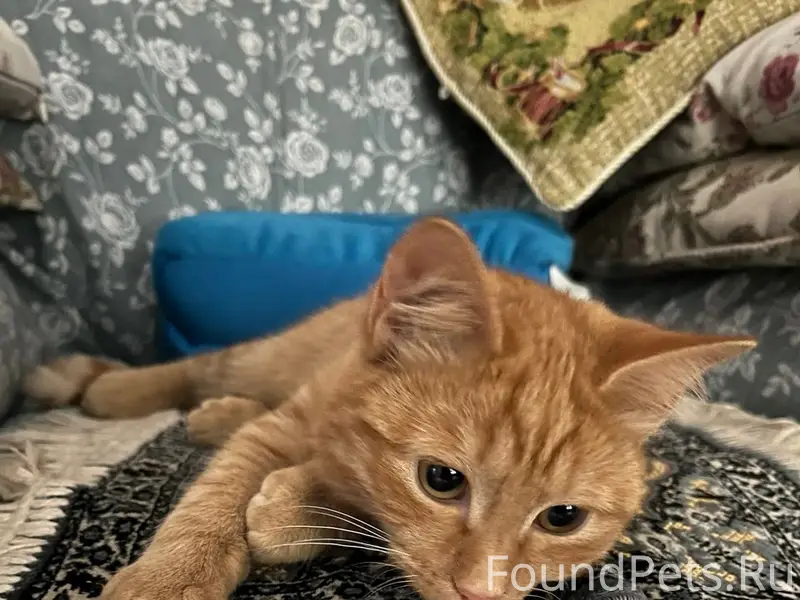 Пропал молодой рыжий кот. Пред...
