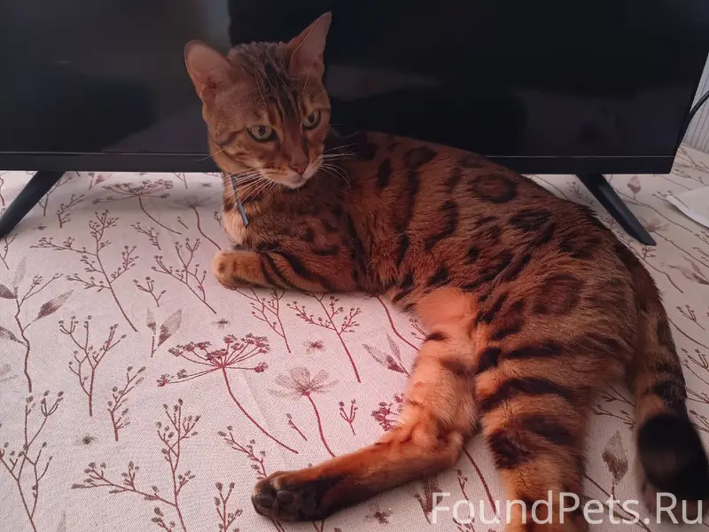 Найдена бенгальская кошка в ра...