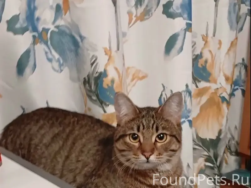 4 февраля пропал кот "Мурзик" ...