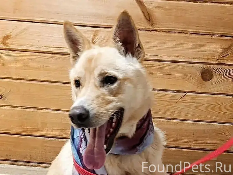 Мартин 2 года . Был найден в.....