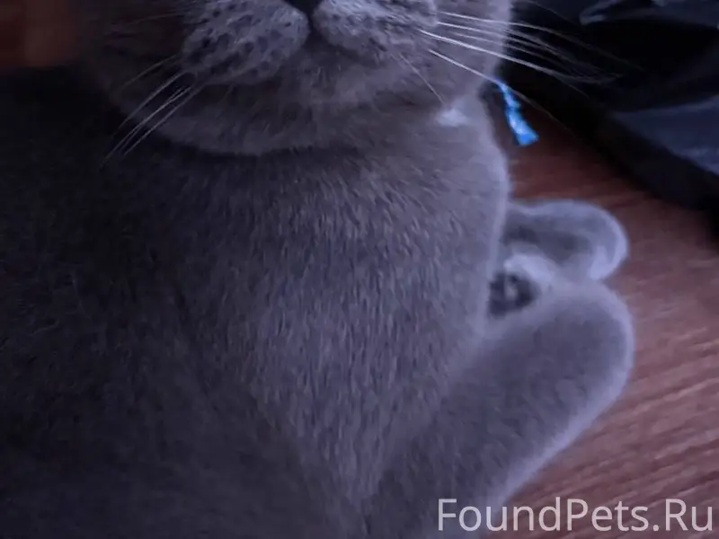 Пропала кошка по кличке Дыма.Н...