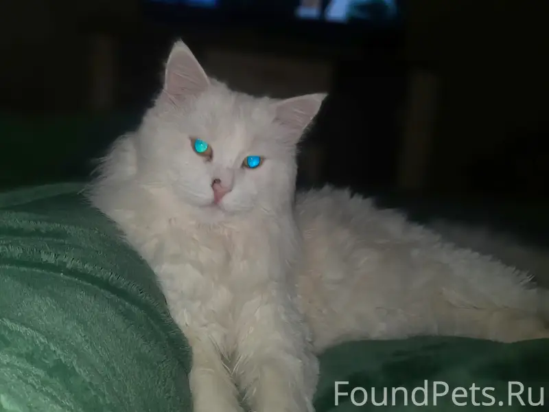 Пропал кот,Енакиевский посёлок...