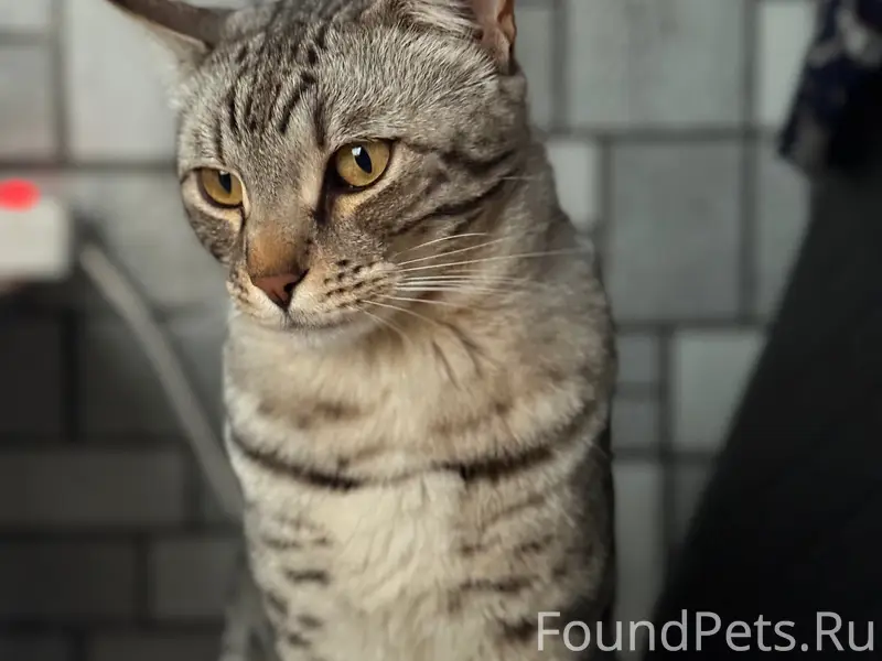 Пропал кот на улице Солнечная....