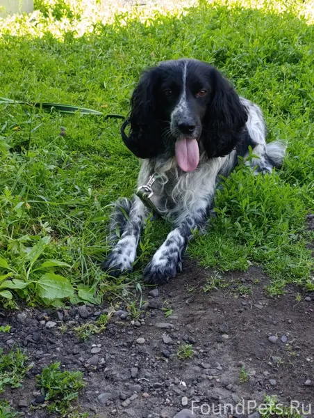 #животныеНВС Пропал пёс в райо...