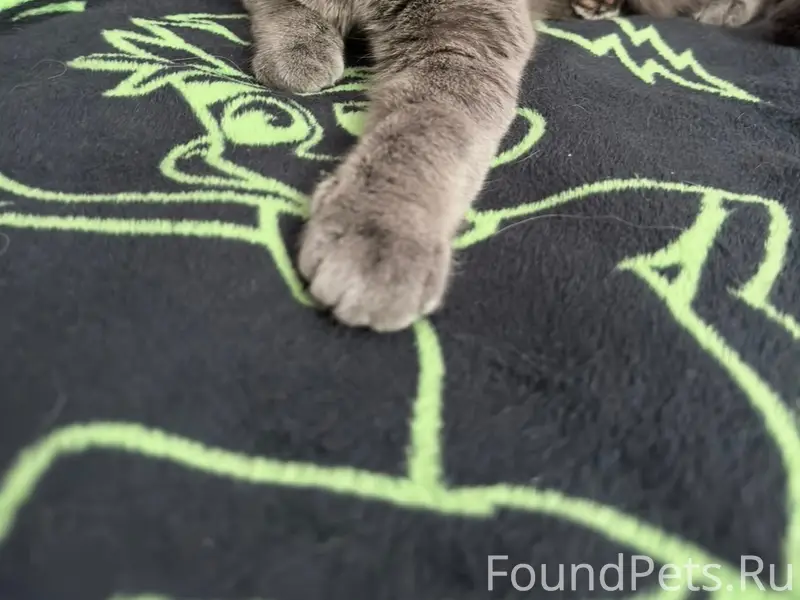 ❗️❗️❗️ Пропал кот в Сосенках (...