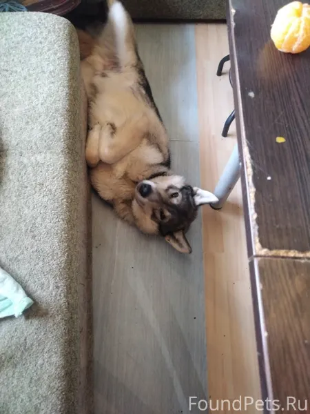 Добрый день у меня пропала соб...