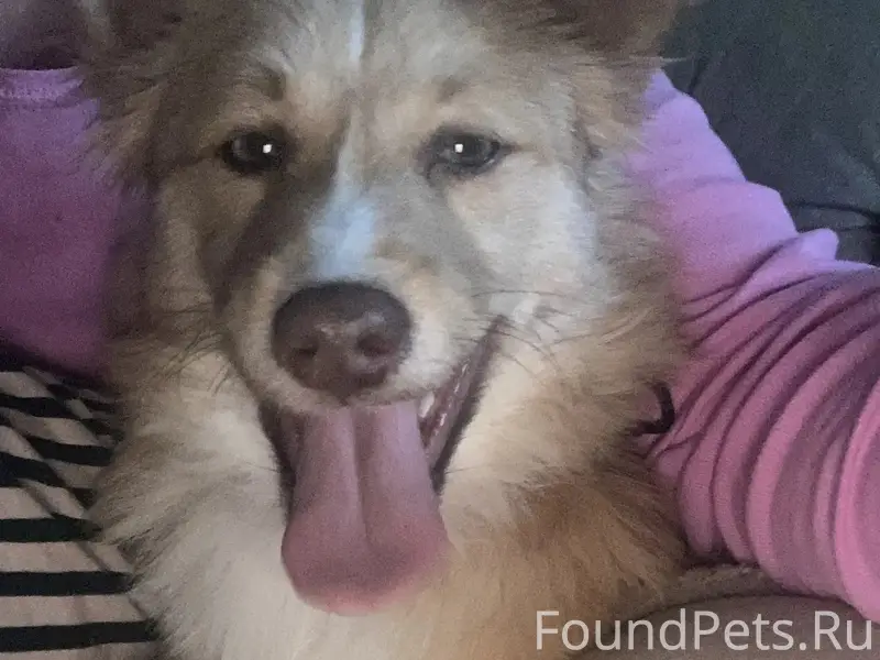 В районе парка Поддубного найд...