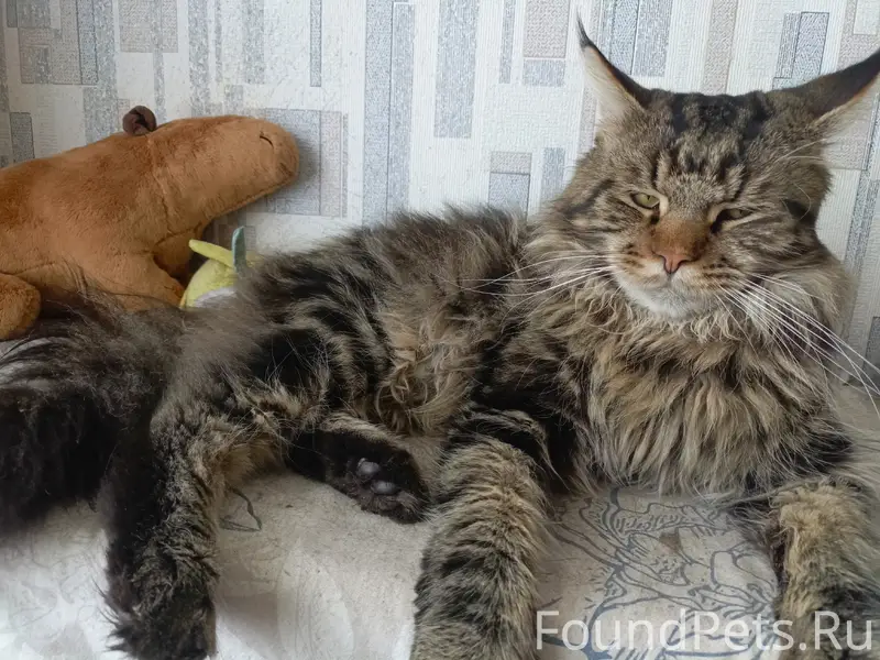 Пропал кот, отзывается на имя ...