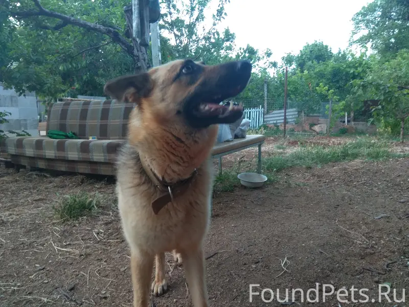 ПОМОГИТЕ НАЙТИ СОБАКУ! район Ф...