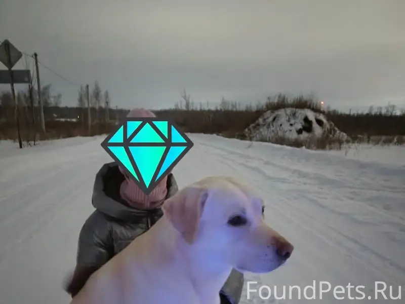 Срочно ❗ ❗ ❗ Потерялась собака...