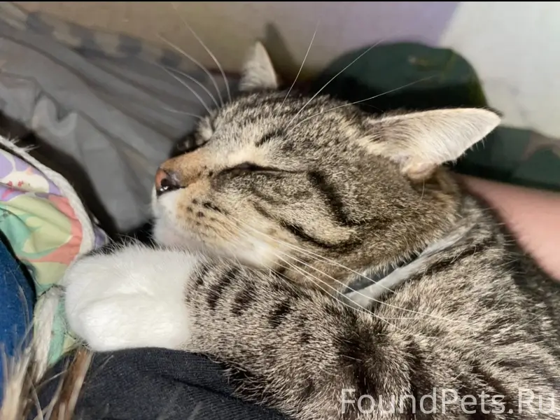 Пропал кот:окрасом серый с чер...