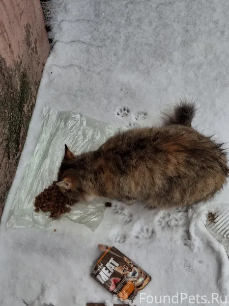 ❗️Найдена кошка ❗️ Трехцветная...