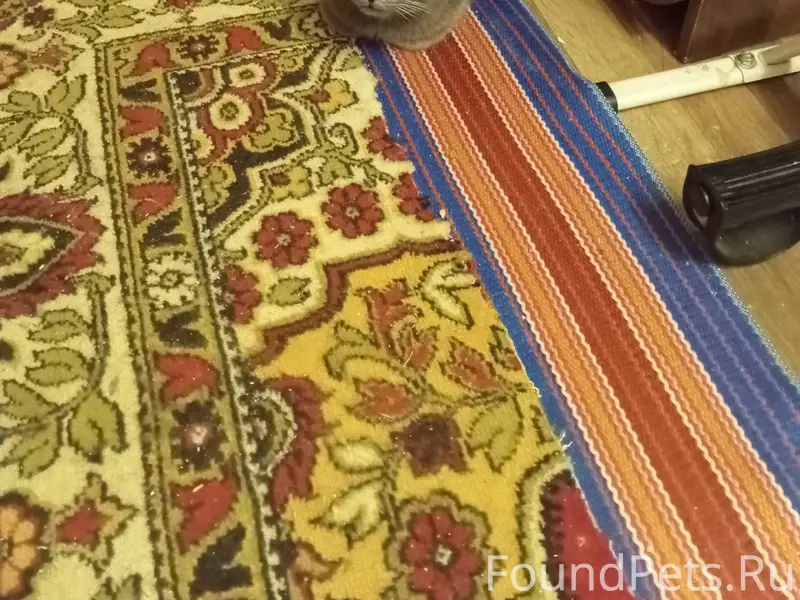 Найден кот на ул. Менделеева. ...