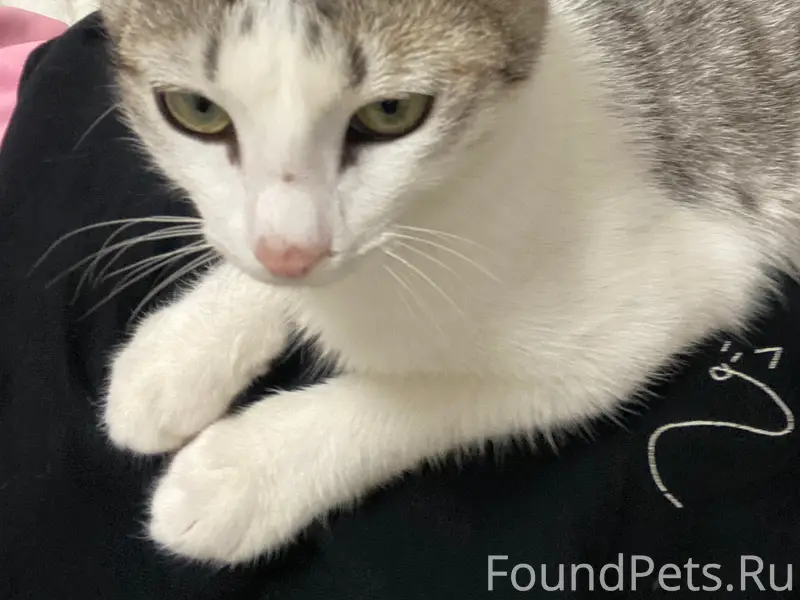 Пропал котенок, мальчик отзыва...