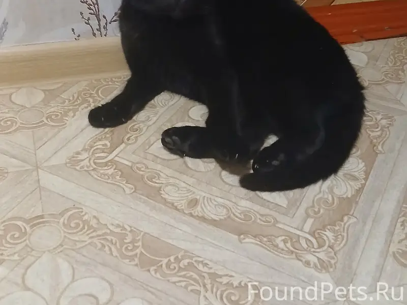 Здравствуйте! Пропал кот на ул...