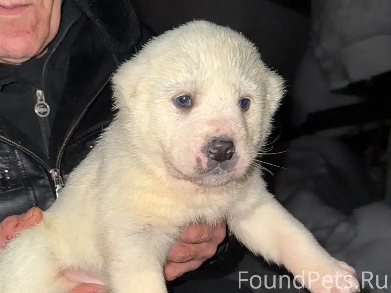 СРОЧНО🚨 Потерялся щенок Алабая...