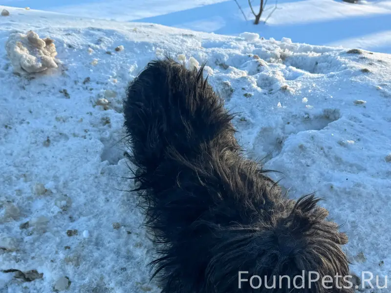 Нашла собаку на улице Ворошило...