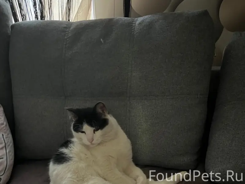 Пропал кот , ушел с прядильног...