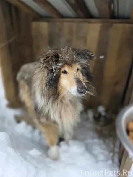 SOS!!!!! Город Иваново. Найден...