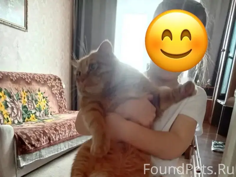 Найден кот на Кольцово Может к...