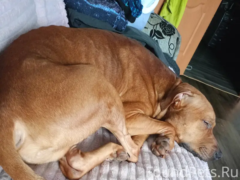 Продолжаем поиски владельцев с...