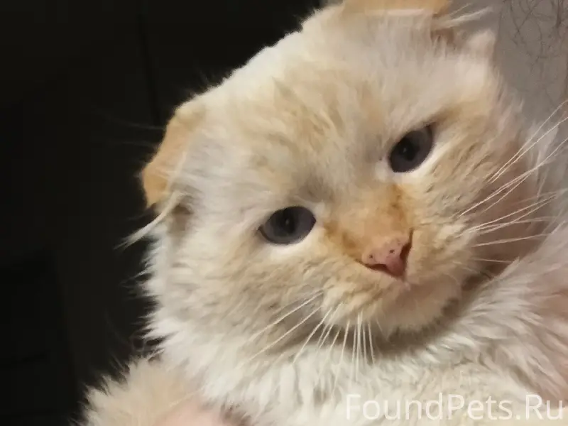 Здравствуйте всем, пропал кот ...