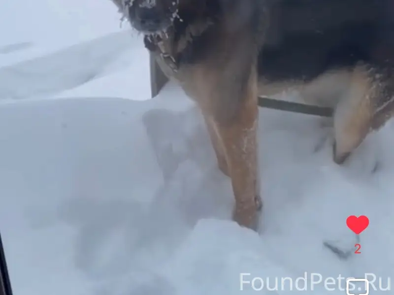 ‼️‼️Пропала собака Потерялась ...