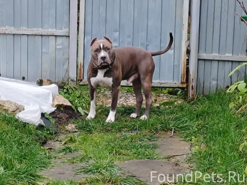 Здравствуйте! Пропала собака в...