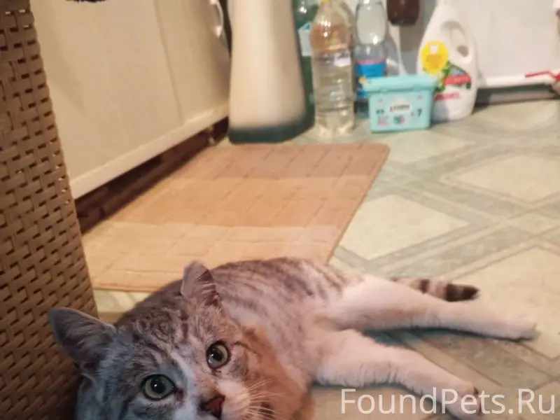 ПРОПАЛ КОТ.(Район Козловка) Зо...