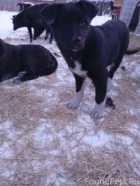 Помогите найти щенка! В районе...
