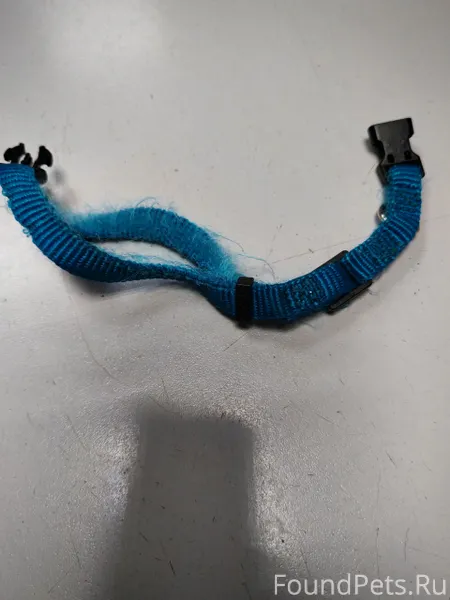 Кто потерял кошку на ней был.....