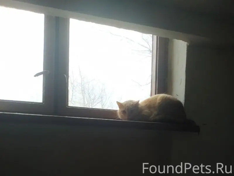 Собаку опять потеряли! Возле к...