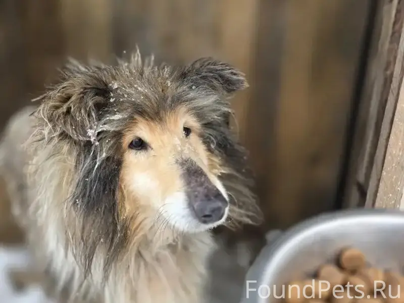 Срочно 14 февраля найдена соба...