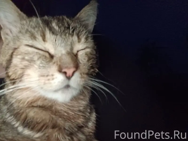 ПРОПАЛ КОТ Стёпа полосатый так...