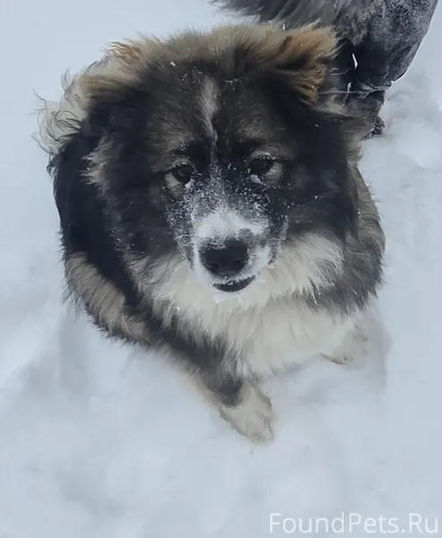 Потерялась собака , район Кашт...