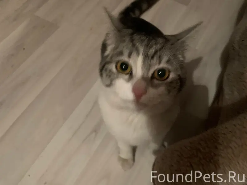 Найден кот, видно, что домашни...