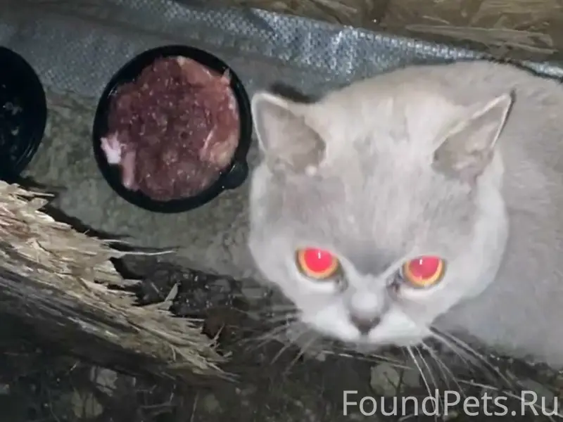 НАЙДЕН КОТИК, британец! Чей по...