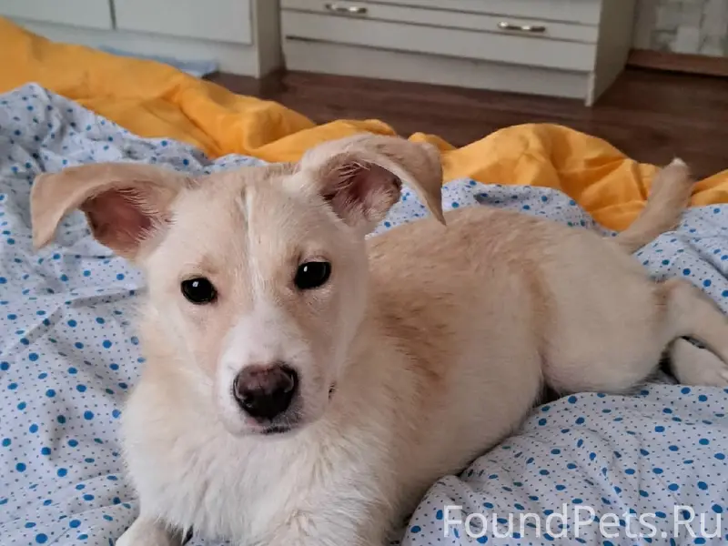 Найдена собака, девочка!!! Хро...