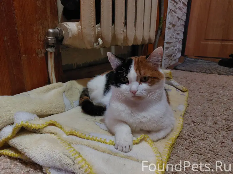 Пропала Кошка, на мордочке рыж...