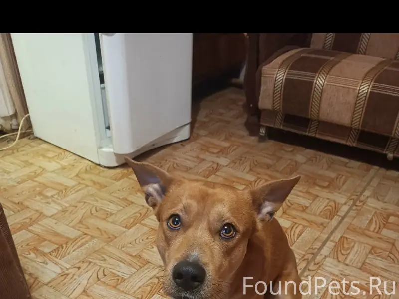 Убежала собака. В Черноречье. ...