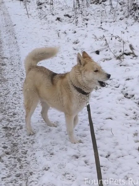 ‼️СРОЧНО ‼️ Убежал пес в Мулян...