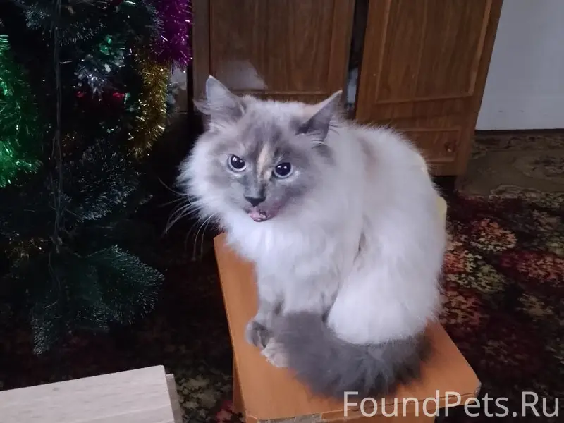 Потерялась кошка (предположите...