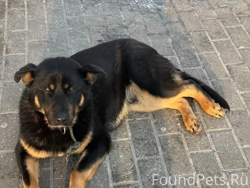 Собака 17.02 на ост. Рокоссовс...