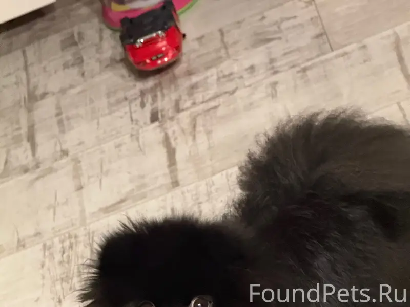 Пропала собака породы шпиц, че...