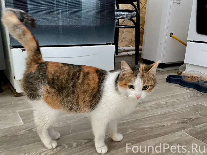 Потерялась кошка в районе Шипи...