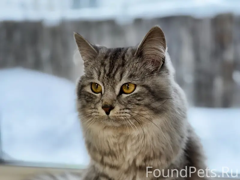 Пропал кот в районе Заречки! Е...